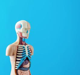 Model ciała człowieka z widocznymi narządami i różnymi układami.