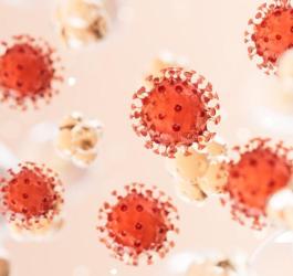 Model wirusa grypy typu B.