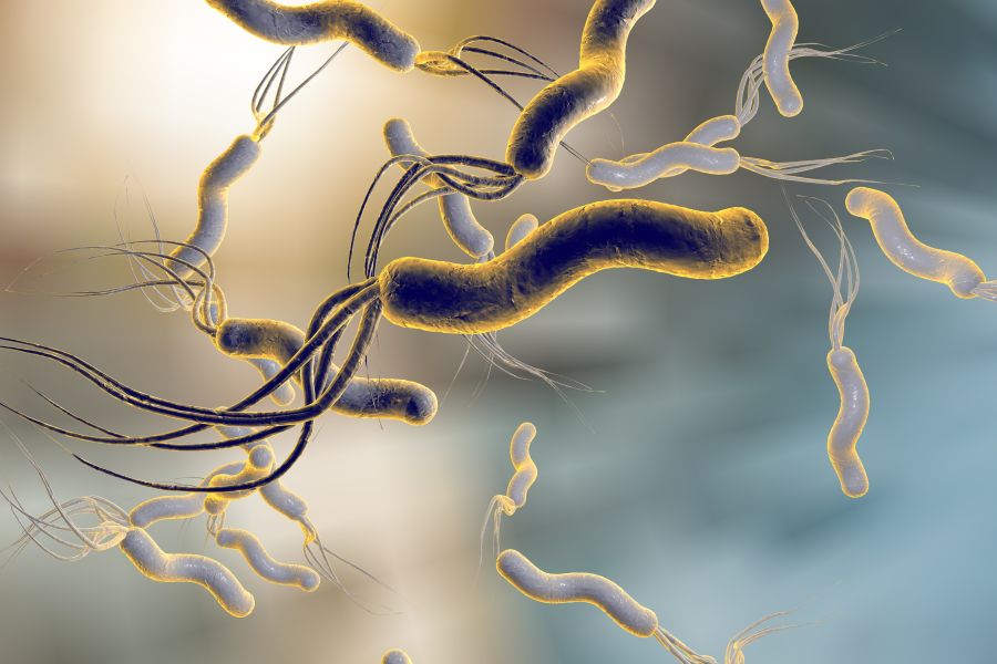 Helicobacter pylori - objawy i leczenie