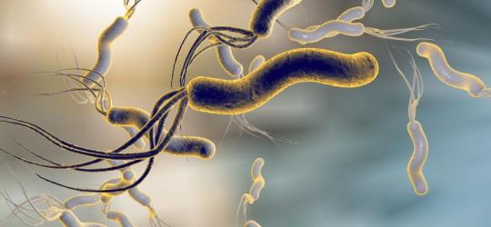 Helicobacter pylori - objawy i leczenie