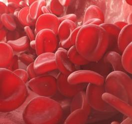 Czerwone krwinki w naczyniu krwionośnym.