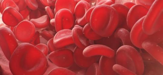 Czerwone krwinki w naczyniu krwionośnym.