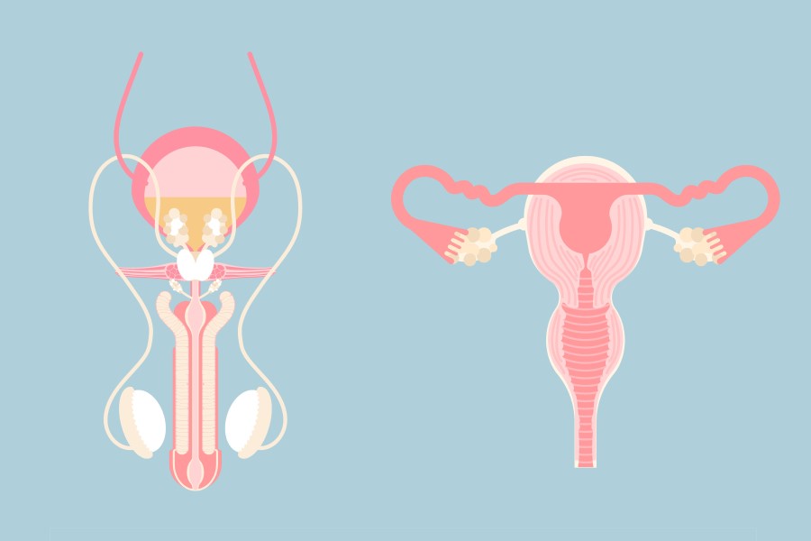 Grafika przedstawiająca rysunkowy schemat męskiego i żeńskiego układu rozrodczego.
