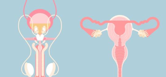 Grafika przedstawiająca rysunkowy schemat męskiego i żeńskiego układu rozrodczego.