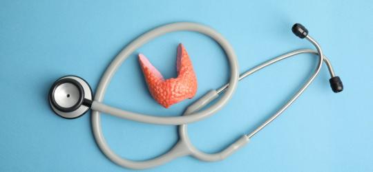 Model tarczycy i stetoskop leżące na błękitnym tle.