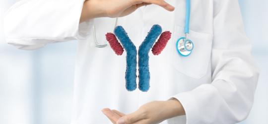 Lekarz ma między rękami model immunoglobuliny (przeciwciała).