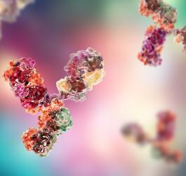 Model 3D immunoglobuliny IgG.