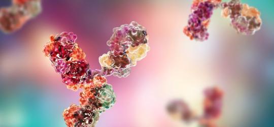 Model 3D immunoglobuliny IgG.