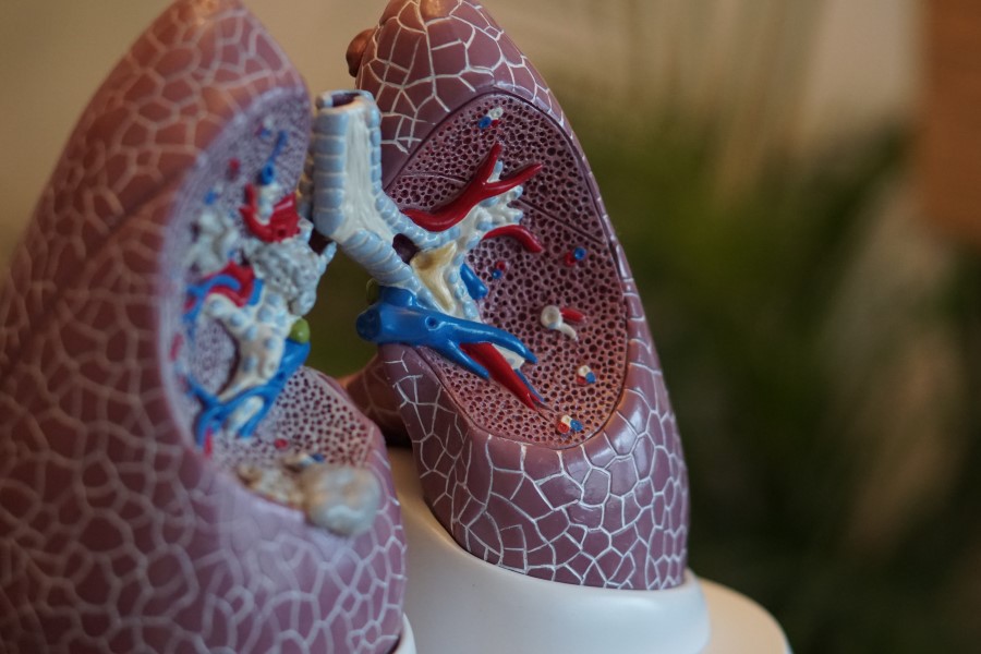 Model ludzkich płuc.