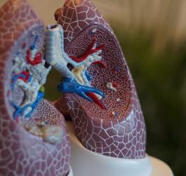 Model ludzkich płuc.