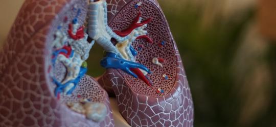 Model ludzkich płuc.