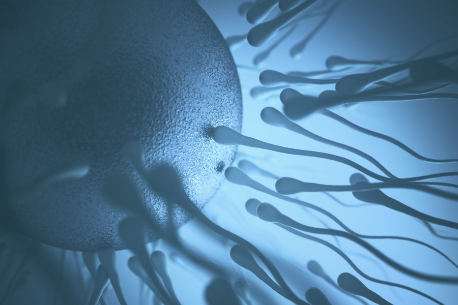 Jak przeprowadza się inseminację?