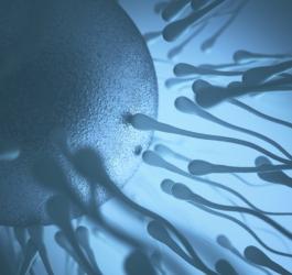 Jak przeprowadza się inseminację?