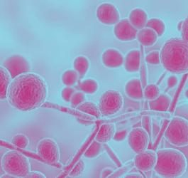 Candida w powiększeniu.