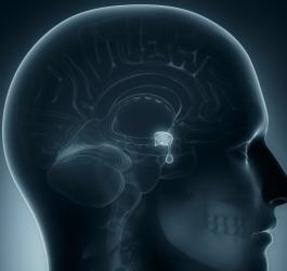 Grafika 3D przedstawiająca narządy wewnątrz ludzkiej czaszki, w tym przysadkę mózgową.
