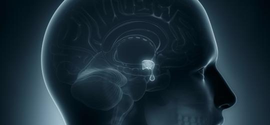 Grafika 3D przedstawiająca narządy wewnątrz ludzkiej czaszki, w tym przysadkę mózgową.