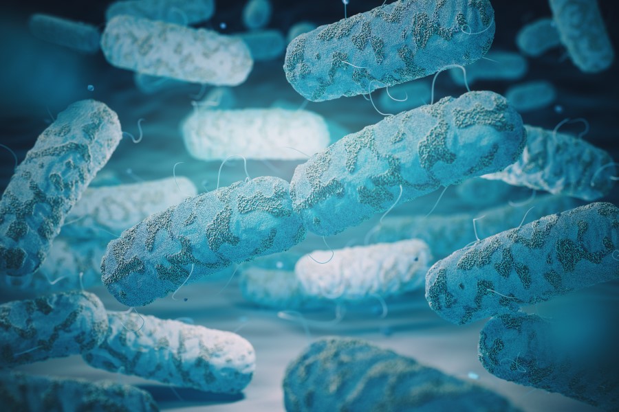 Pałeczki bakterii Klebsiella pneumoniae.