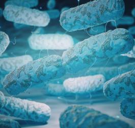 Pałeczki bakterii Klebsiella pneumoniae.