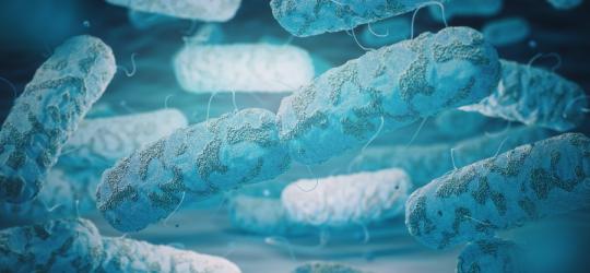 Pałeczki bakterii Klebsiella pneumoniae.