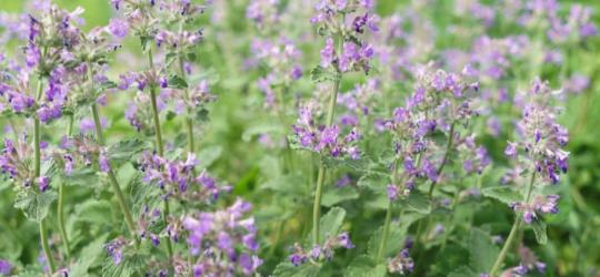 Dziko rosnąca kocimiętka.