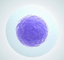komórka jajowa