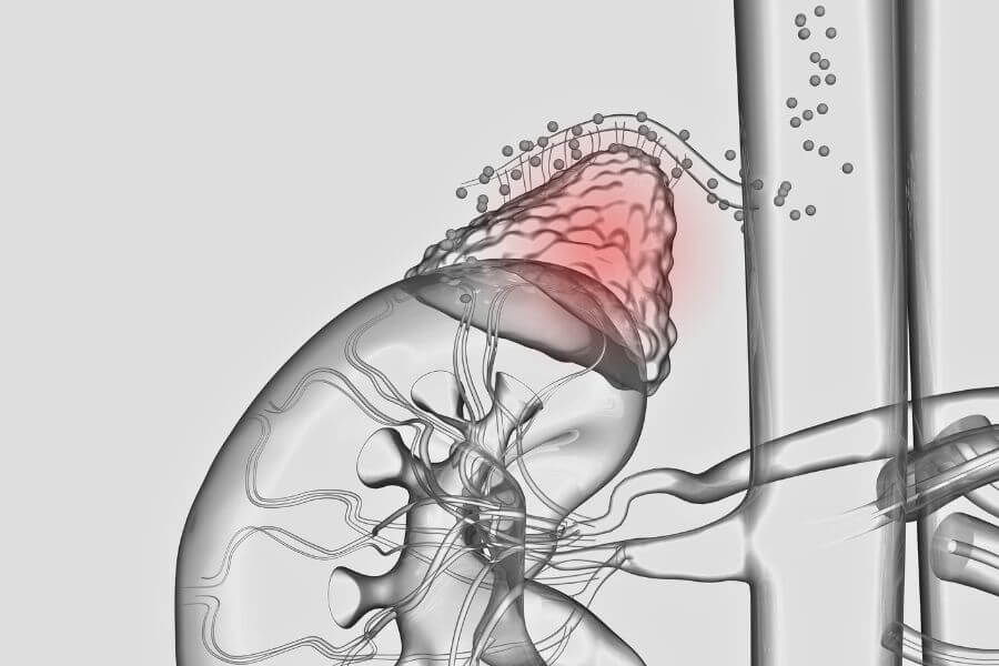 Kora nadnerczy wydzielająca kortyzol.