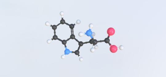 Model cząsteczki tryptofanu.