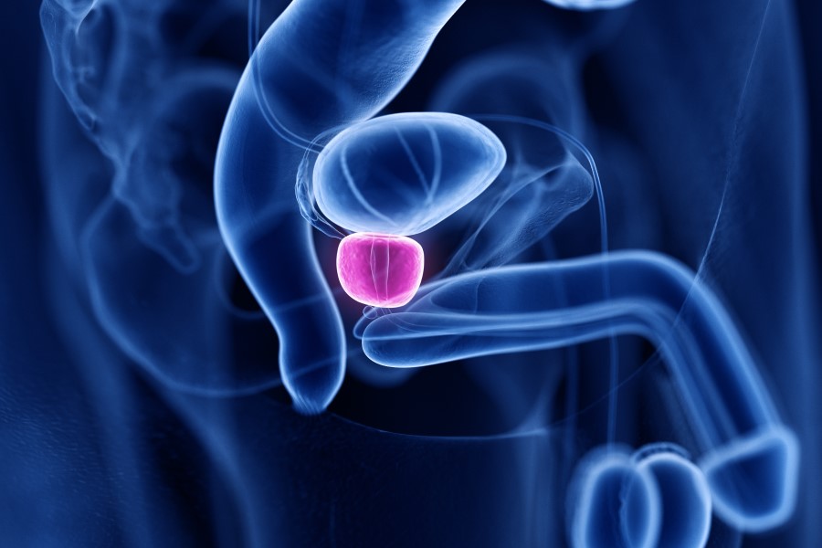 Model 3D gruczołu krokowego.