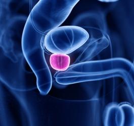 Model 3D gruczołu krokowego.