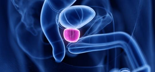 Model 3D gruczołu krokowego.