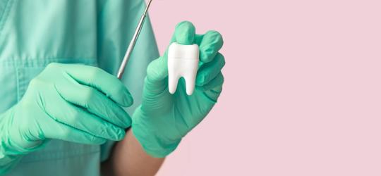 Stomatolog trzyma w ręce model zęba i lusterko dentystyczne.