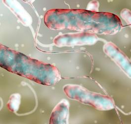 Model 3D bakterii Legionella pneumophilia.