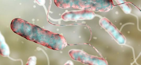 Model 3D bakterii Legionella pneumophilia.