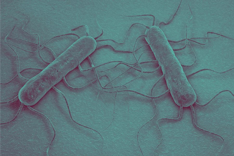 Bakteria Listeria monocytogenes, wywołująca listeriozę.