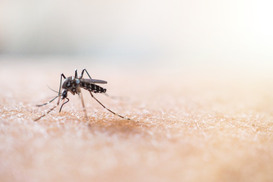Malaria - co ją wywołuje i jakie są jej objawy?