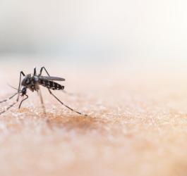 Malaria - co ją wywołuje i jakie są jej objawy?