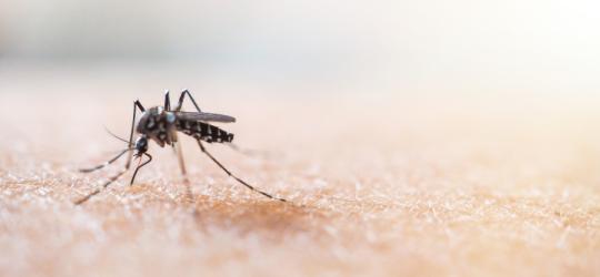 Malaria - co ją wywołuje i jakie są jej objawy?