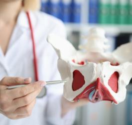 Lekarka trzyma model miednicy i wskazuje na mięśnie Kegla.