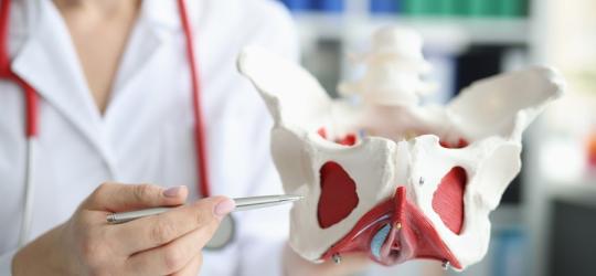 Lekarka trzyma model miednicy i wskazuje na mięśnie Kegla.