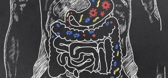 Mikrobiom – czym jest i jakie pełni funkcje?