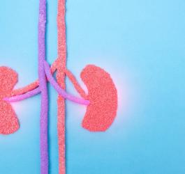 Grafika przedstawiająca dwie ludzkie nerki, dotknięte chorobą.