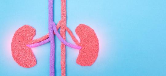 Grafika przedstawiająca dwie ludzkie nerki, dotknięte chorobą.