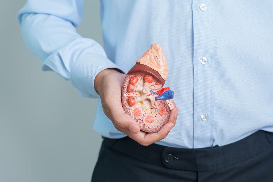 Mężczyzna trzyma w dłoni model nerki z widocznym nadnerczem.
