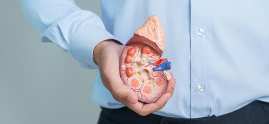 Mężczyzna trzyma w dłoni model nerki z widocznym nadnerczem.