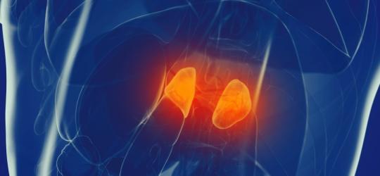 Nadnercza - funkcje, objawy choroby