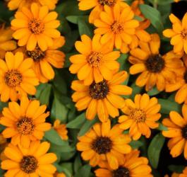 Pomarańczowe kwiaty nagietka lekarskiego.