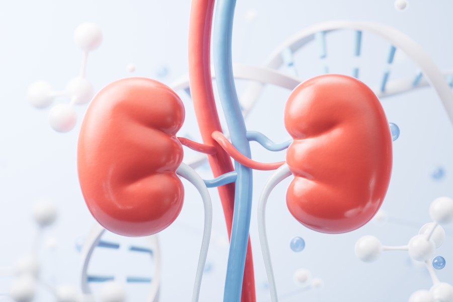 Model 3D nerek bez widocznej jeszcze niewydolności nerek.