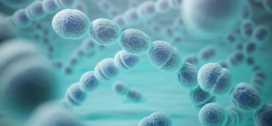 Paciorkowiec - czym jest i jakie choroby wywołuje?