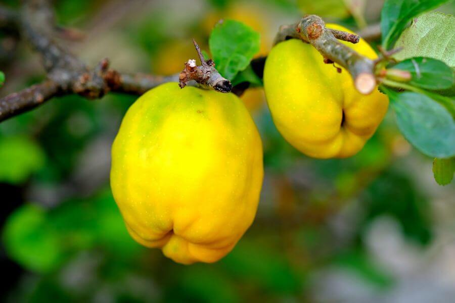 pigwa