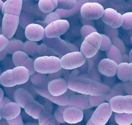 Pneumokoki: objawy, leczenie, szczepionka